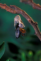 Monarch butterfly {Danaus plexippus} adult emerging from chrysalis casing. Sequence 5 of 11