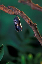 Monarch butterfly chrysalis {Danaus plexippus}.  The chrysalis darkens just before adult hatches Sequence 2 of 11