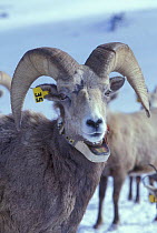 Bighorn ram {Ovis canadensis canadensis} marked with an ear tag and radio collar. Wallowa Mountains, Oregon, USA