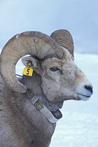 Bighorn ram {Ovis canadensis canadensis} with identification ear tag and collar, Wallowa Mountains, Oregon, USA