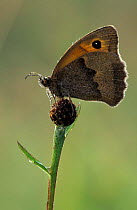 Meadow brown butterfly {Maniola jurtina} on Knapweed. Derbyshire, UK