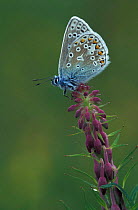 Common blue butterfly {Polyommatus icarus} on Rosebay willow herb. UK