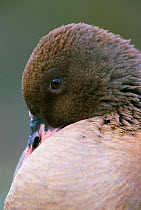 Pink footed goose portrait {Anser brachyrhynchus} Martin Mere, Lancashire, UK