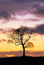 Sycamore tree silhouette at dusk {Acer pseudoplatanus} UK