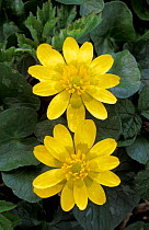Lesser celandine flowers {Ranunculus ficaria} Scotland, UK