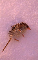 Common shrew frozen to death (-34 degrees C) {Sorex araneus} Estonia