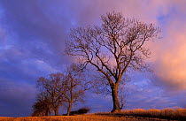 Ash tree in winter {Fraxinus excelsior} Scotland, UK