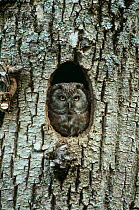 Tengmalm's owl {Aegolius funereus} looking our ot tree nest hole,  Orobie Alps regional park, Central Alps, Italy.