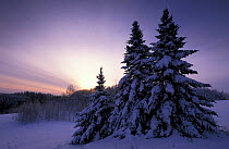 Norway spruce {Picea abies} in winter landscape at dusk, Estoni