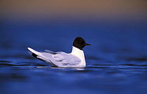 Little gull, adult summer plumage on migration, {Hydrocoloeus minutus} Estonia Tartumaa