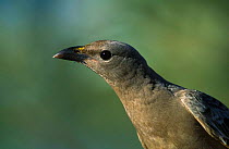 Great grey bowerbird head portrait {Chlamydera nuchalis} Northern Territory, Australia