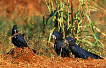Red tailed black cockatoos feeding {Calyptorhynchus banksii} Western Australia
