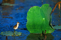 Lotus bird / Comb crested jacana chick on leaf in pond {Irediparra gallinacea} Western Australia, Australia