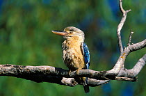 Blue winged kookaburra {Dacelo leachii} Northern Territory, Australia