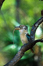 Blue winged kookaburra eating lizard {Dacelo leachii} Northern Territory, Australia
