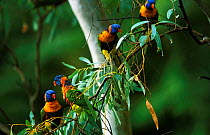 Red collared rainbow lorikeets flock in tree {Trichoglossus haemotadus rubritorquatus} Western australia