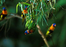 Red collared rainbow lorikeets in tree {Trichoglossus haemotadus rubritorquatus} Western Australia