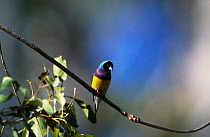 Gouldian finch {Chloebia gouldiae} Northern Territory, Australia