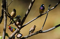 Gouldian finch, red and black faced morphs {Chloebia gouldiae} Northern territory, Australia