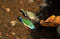 Gouldian finches drinking {Chloebia gouldiae} Northern Territory, Australia