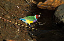 Gouldian finch, red faced morph {Chloebia gouldiae} Northern Territory, Australia