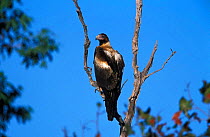 Wedge tailed eagle perched {Aquila audax} Northern Territory, Australia