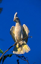 Little corella portrait perched {Cactua sanguinea} Northern Territory, Australia