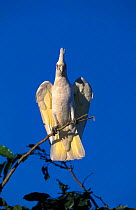 Little corella perched {Cactua sanguinea} Northern Territory, Australia