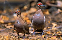 Partridge pigeons {Geophaps smithii} Kakadu NP, Northern Territory, Australia