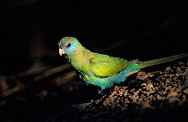 Hooded parrot {Psephotus dissimilis} female, Northern Territory, Australia