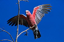 Galah cockatoo landing {Eolophus roseicapilla} Western Australia