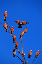 RF- Galah cockatoo (Eolophus roseicapilla) flock perched in tree (Eolophus roseicapilla). Western Australia. (This image may be licensed either as rights managed or royalty free.)