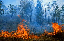 'Cool burn' fire, canopy is unaffected, Kakadu NP, Northern Territory, Australia