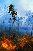 'Cool burn' fire, canopy is unaffected, Kakadu NP, Northern Territory, Australia