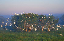 Intermediate egrets {Egretta intermedia} and Pied herons {Ardea picata} Northern Territory, Australia