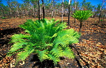 Cycad, new growth after fire {Cycas sp} Northern Territory, Australia