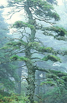 Pinsapo fir tree in mist {Abies pinsapo} Grazalema NP, Andalucia, Spain