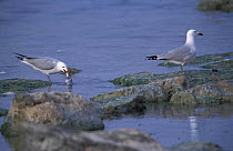 Audouin's gull feeding on fish {Ichthyaetus audouinii} Spain
