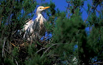 Cattle egret on nest in tree {Bubulcus ibis} Spain