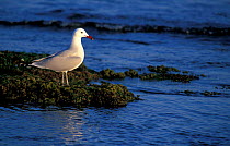 Audouin's gull {Ichthyaetus audouinii} Spain