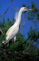 Cattle egret on nest in tree {Bubulcus ibis} Spain