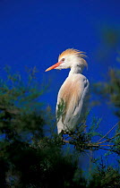 Cattle egret perched in tree {Bubulcus ibis} Spain