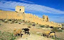 Flock of sheep grazing outside fortified walls of Alcazaba, Almeria, Andalucia, Spain