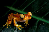 Chachi tree frog {Hyla picturata} Cotacachi-Cayapas Reserve, Ecuador