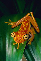 Chachi treefrog {Hyla picturata} Cotacachi-Cayapas Reserve, Ecuador