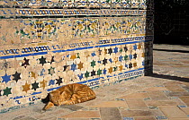 Cat sleeping beside traditional wall tiles, Alcazar, Seville, Spain