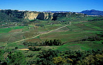 Village on top of cliff with valley below, Ronda, Malaga, Andalucia, Spain