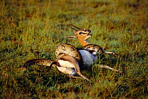 Rock python {Python sebae} strangling Thomson's gazelle {Gazella tomsoni} Kenya