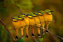 Seven Little bee-eaters perched in a row {Merops pusillus} Kenya