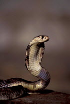 Egyptian cobra with hood spread {Naja haje} Kenya